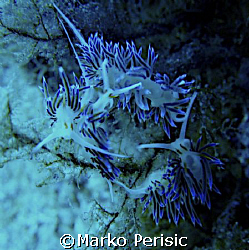 Chasing tails Flabellina (Flabellina affinis)  by Marko Perisic 